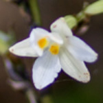 "Raupeka" Earina autumnalis