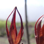 Tot, töter, Ceropegia
