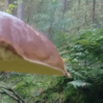 Steinpilz