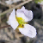 Baldellia ranunculoides