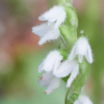 Goodyera repens