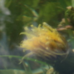 Submerser Löwenzahn