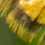 Idaea aureolaria