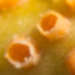 Puccinia coronata